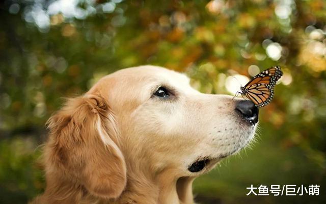 狗狗见面互相碰鼻子，除了在问好，原来还问“你吃了没”