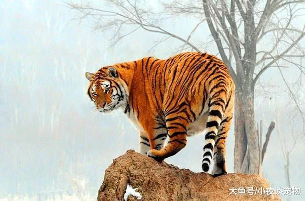 什么動物能殺死東北虎，野生東北虎有多厲害你知道嗎？