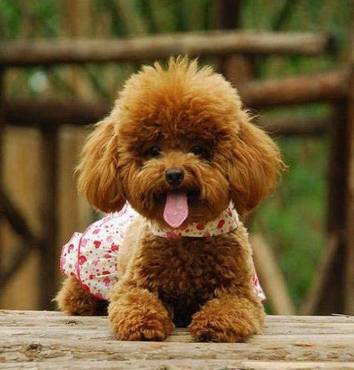 被主人慣壞的泰迪，都有這4種惡習，看看你家狗子有沒有？