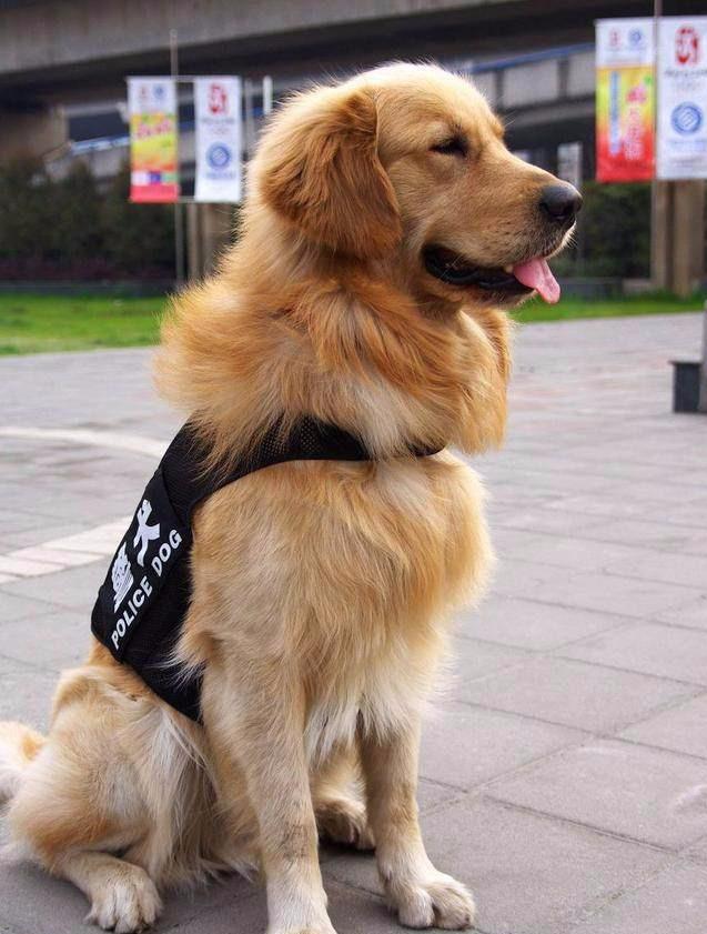 为什么金毛不能当警犬？网友：遇到危险，可能要你保护它