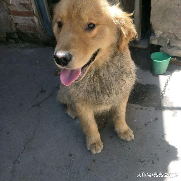 金毛走丢后被人收养了，生活条件虽不好，但它很开心