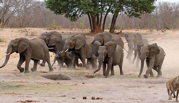 两只鬣狗在水中玩嗨了，但是一出水面傻眼了，这要怎么逃？