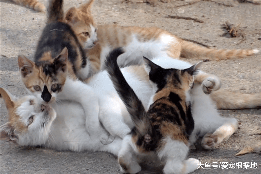 比家猫还馋？流浪猫不吃猫粮只吃肉，跟踪后发现真相泪目了