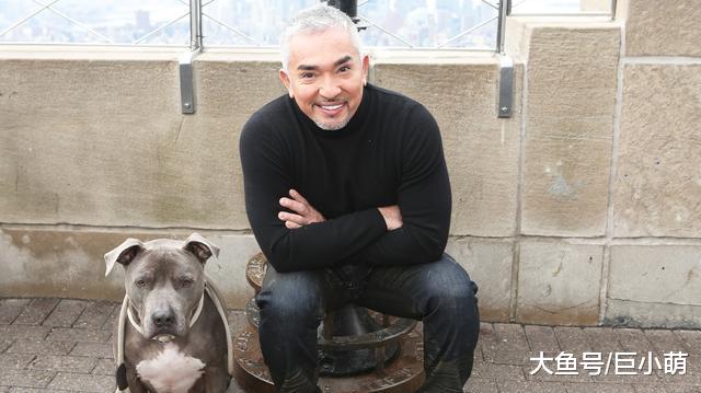 狗狗技多不压身，这3大实用技能，训犬师都推荐学一学