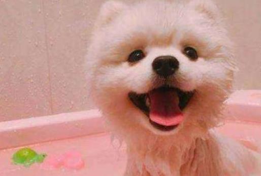 主人给狗子洗澡, 洗到一半出去接电话, 回来一看笑到胃抽筋