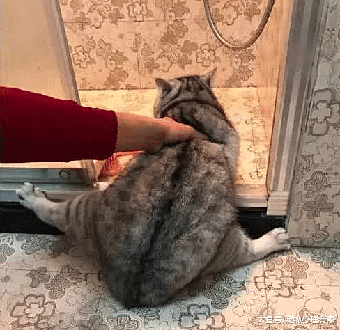 铲屎官要给猫主子洗澡，哪知猫咪奋力反抗：给您表演个一字马呗