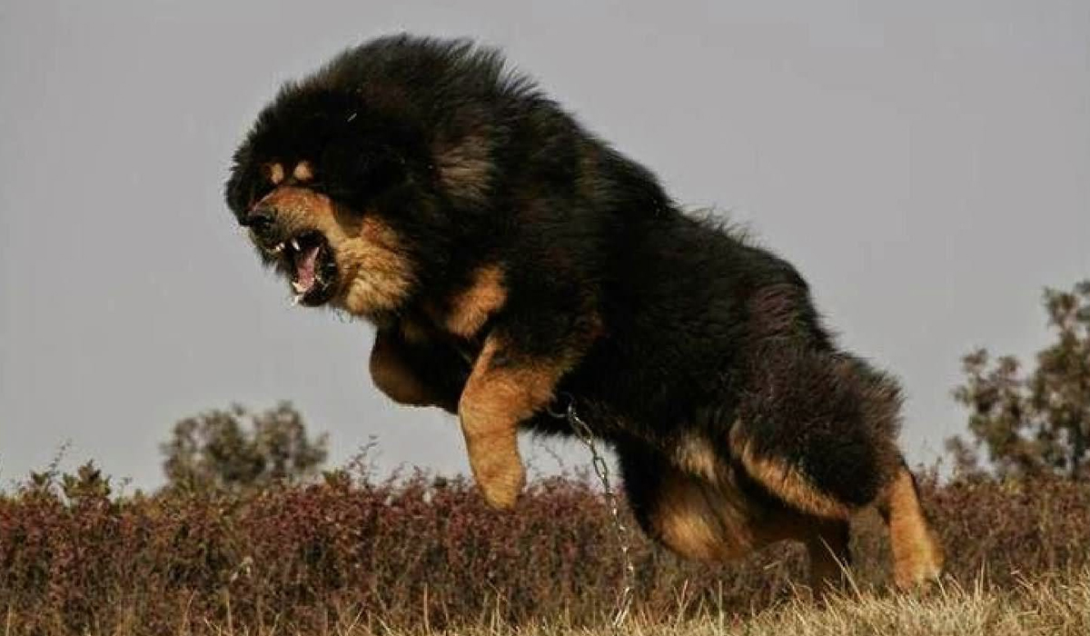 藏獒打不赢老虎我们都知道，那它能打赢雌狮吗？