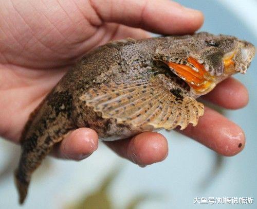 『鲈鱼』中国最好吃的6种鱼，我只见过一种，吃过的都是土豪