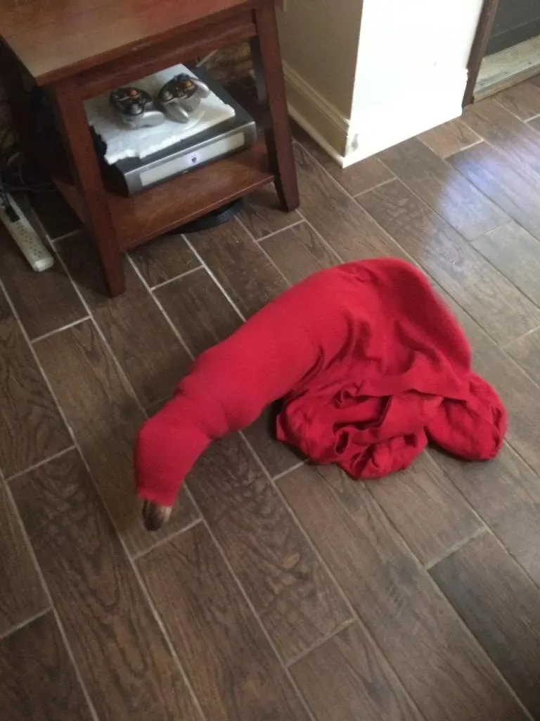 ?被困在袖子里的汪星人