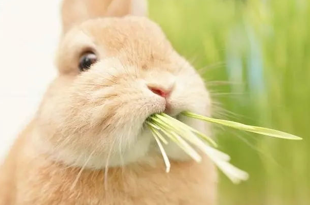 宠物都喜欢咬东西，兔子也不例外，那么你知道该怎么办吗？