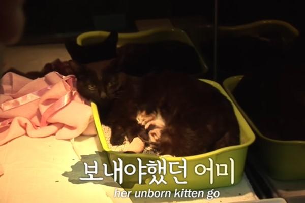 猫咪早产失去幼崽，生无可恋躲车底，却因宠物医生的礼物流眼泪