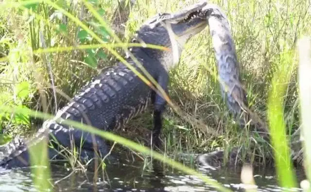 陆地上最凶残的冷血动物：短吻鳄对决缅甸巨蟒，输家沦为大餐！