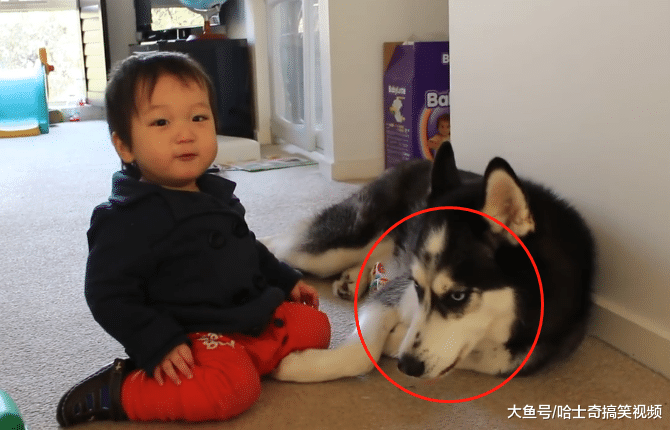 二哈無聊就搞破壞，結果卻被“熊孩子”制服，挺心疼它的