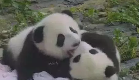 熊猫宝宝耍流氓，一只熊猫狂亲另一只熊猫，急眼了还霸王硬上弓！