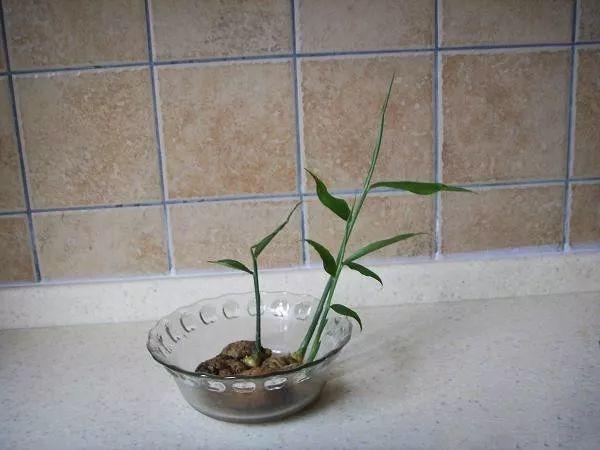 切块生姜放水里，7天发芽，半年结出一桶姜！