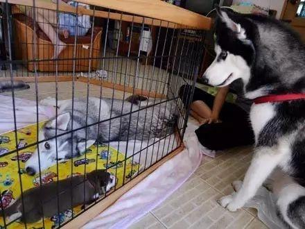 二哈当看到孩子们都有点怪, 感觉有一道绿光在头顶上一闪而过