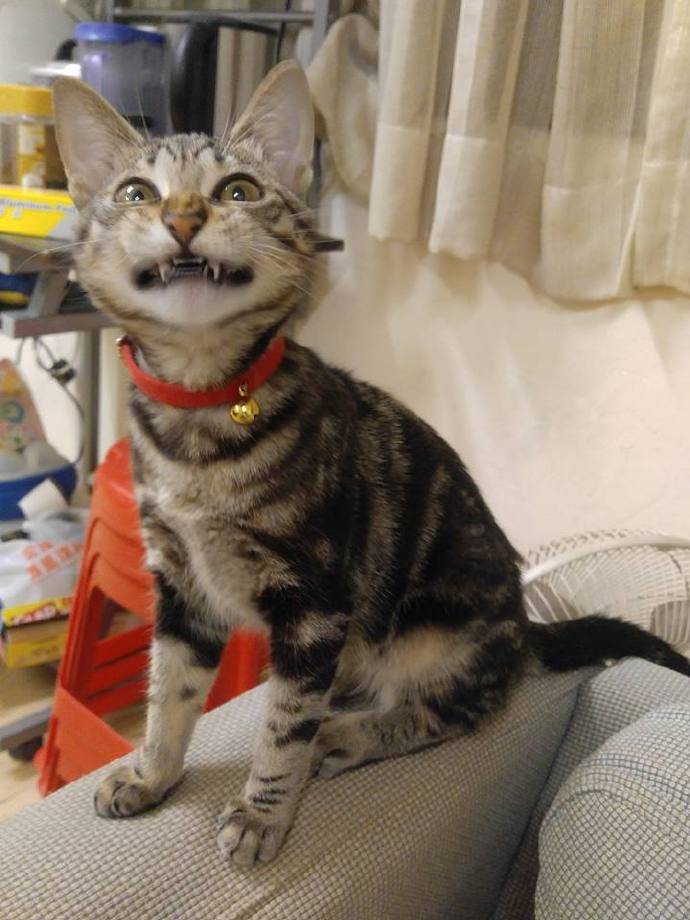 崽，这些年你经历了什么？