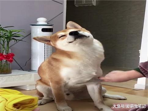 当初反对网友养柴犬的老妈, 现在每天给狗狗梳毛, 逃不过真香定律