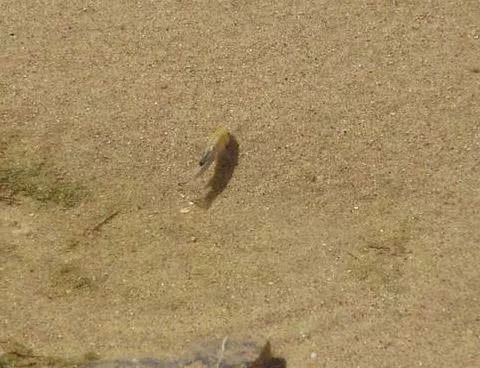 有一种鱼，生命力顽强，在沙漠生活了5万多年还没有灭绝