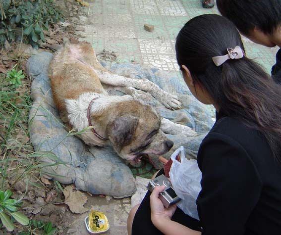 流浪狗饿的体无完肤，最后发现原来是无价之宝！