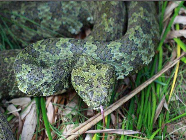 动物世界：盘点世界上体型最大的八种毒蛇