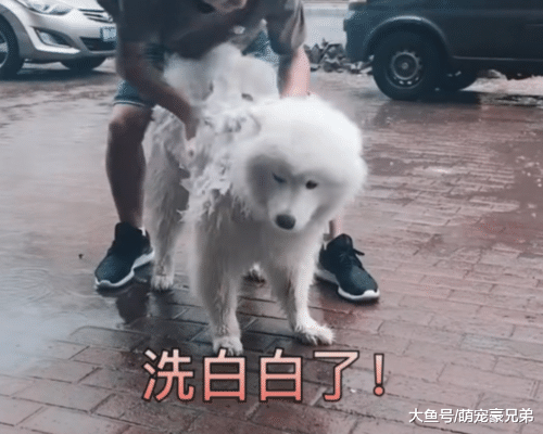 小伙带萨摩耶出门，狗狗却没猜到结局，狗：穷的连水都用不起了