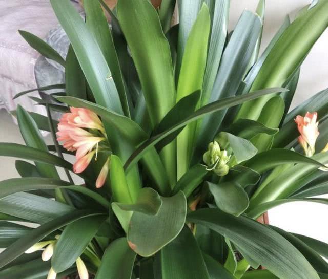 家里的啤酒过期？留住吧！浇花盆里就是“营养液”，让花卉爆盆！