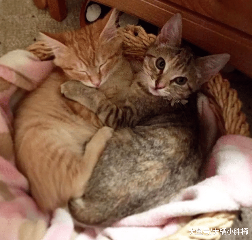 女孩捡到7只湿漉漉的小猫，免费养大后送去新家，却回扣了2只猫