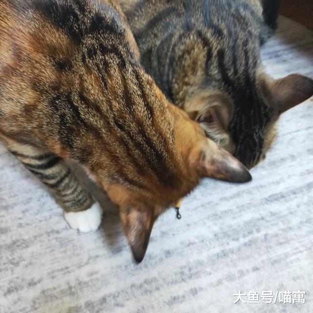 死不悔改的我，又忍不住给猫咪买玩具了