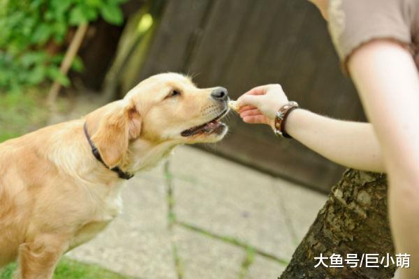 想要拥有一只大脑发育健康的狗狗？你可以给它们补充这些元素