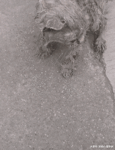 雨天捡到一只小奶猫，女子好心带回家，养了半年发现有惊喜