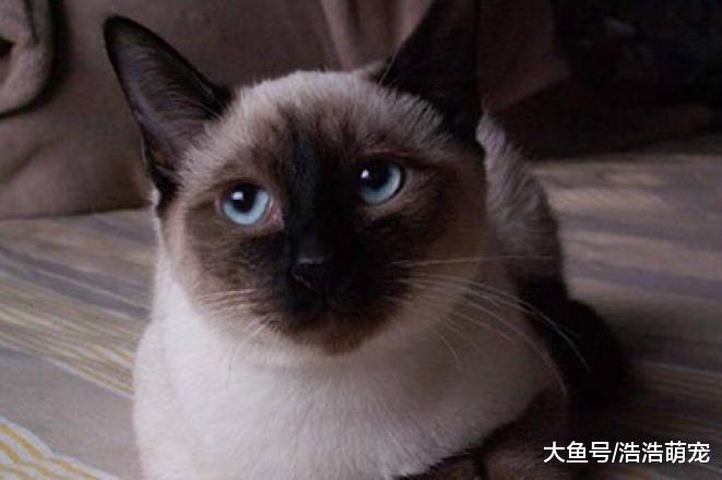 你家貓咪的智商高嗎？看完下面5種貓后，網友：我家貓咪好笨！