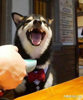 狗狗深夜等主人回家，探出半个头盯着，铲屎的你回来啦