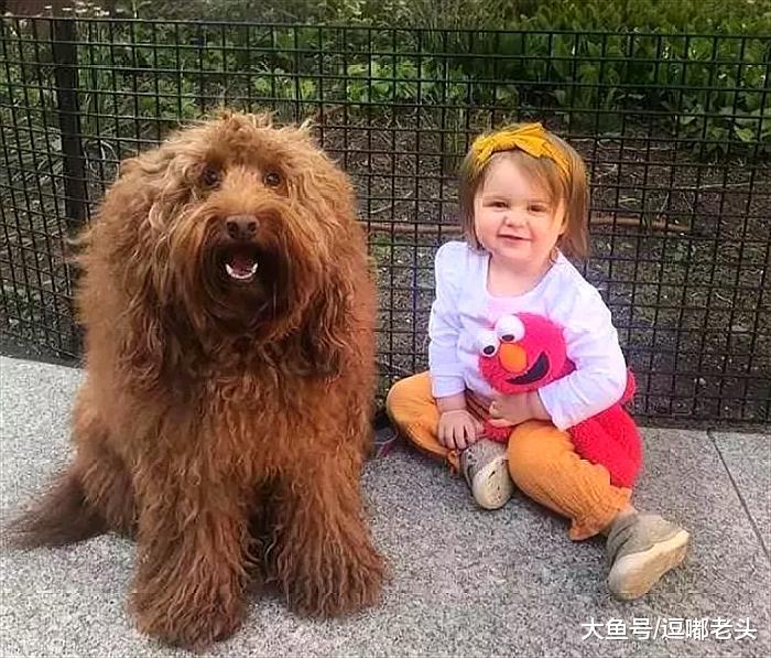 有了狗狗带娃，妈妈晚上可以安安心心的睡觉了