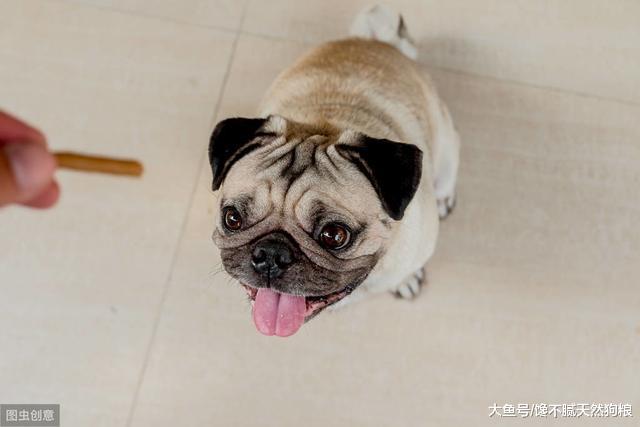 狗狗挑食不吃狗粮？这5个方法，简单有效