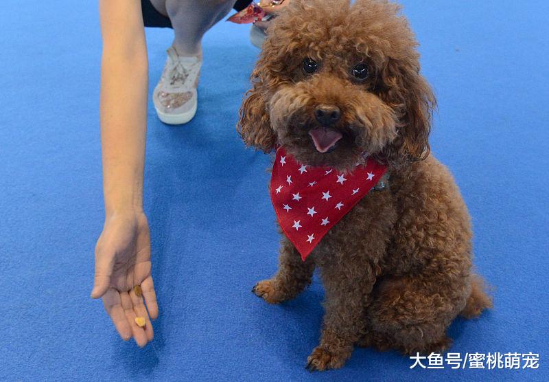 萌宠：泰迪感冒后需要注意的两点小知识