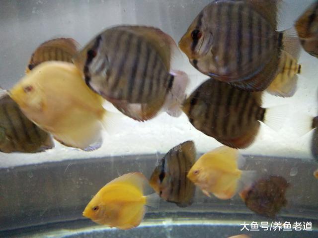 对于观赏鱼病的治疗，我们最难的可能就是理清头绪！
