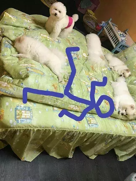 5只狗子占滿了床，主人沒處睡覺，網友的神回復讓他笑噴了...