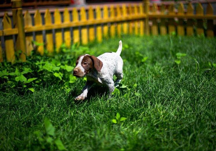 解读“波音达”，能够为猎人报告猎犬位置，带它狩猎是一种享受