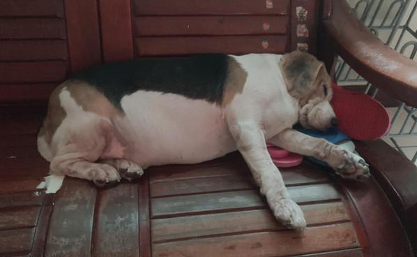 果然是奶奶养大的狗，胖成球！网友：还以为是迷你猪