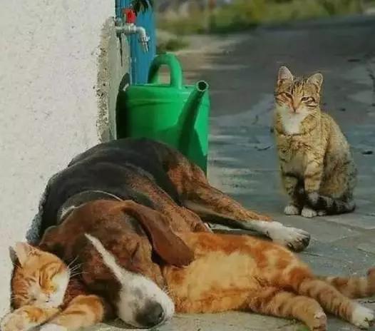 狗的社交能力有多强？看完它们的朋友，网友：在下服了！