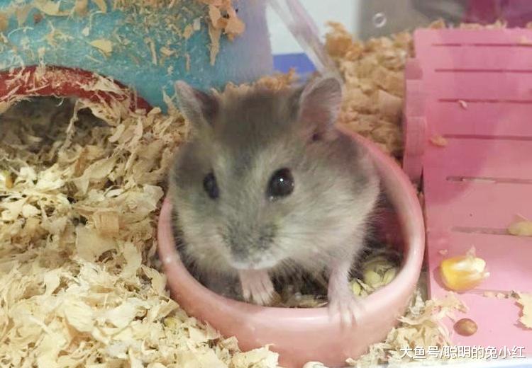 仓鼠是不是鼠类？生物分类学：达尔文的“棺材板”要镇不住了