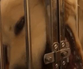 这只狗子成精了, 自己会开笼子门“越狱”, 网友: 快换一把密码锁