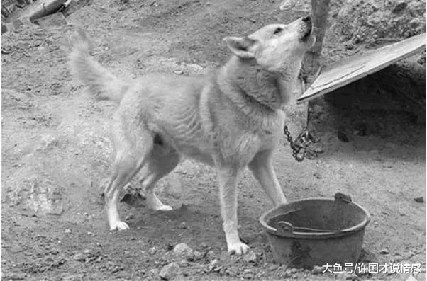 铲屎官陪家中老狗玩了一天，隔日却传来它去世的消息，瞬间泪奔