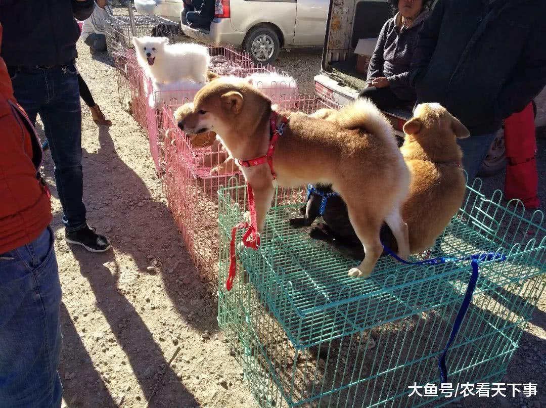 可爱的柴犬出现在狗市, 商贩喊价4800元! 引来不少买主围观