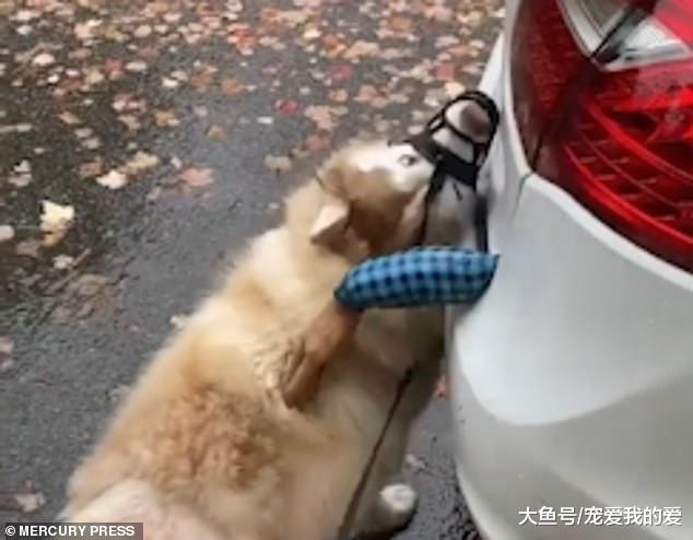 加拿大一哈士奇误把假手当真手 举动滑稽