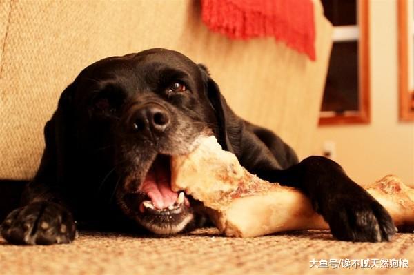 这几种食物，主人不能给拉布拉多犬吃，对它没有好处