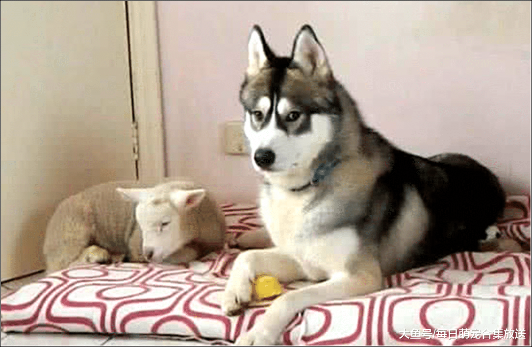 二哈彻夜未归，白天见到它在大厅本想上前教训，走进一看傻眼了