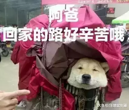 曾经它被连狗带窝遗弃在路边 如今明星和富翁抢着要收养它