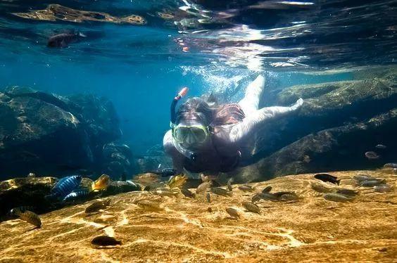 在马拉维湖见到的慈鲷, 怎么都这么凶?